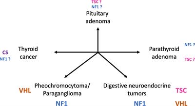 Phakomatoses and Endocrine Gland Tumors: Noteworthy and (Not so) Rare Associations